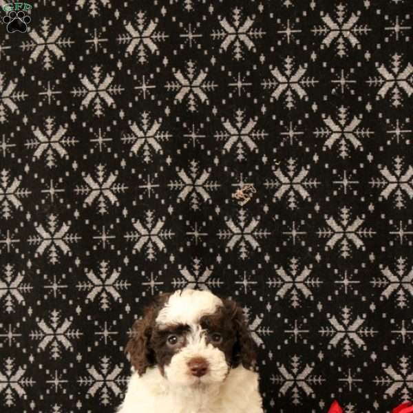 Uzo, Toy Poodle Puppy